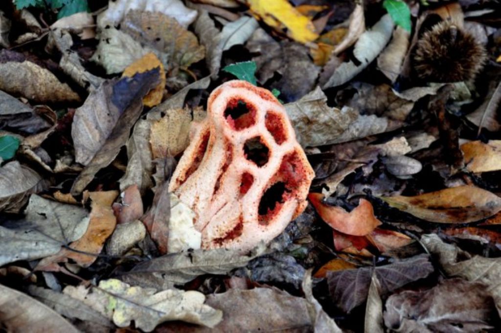 ID: Clathrus ruber