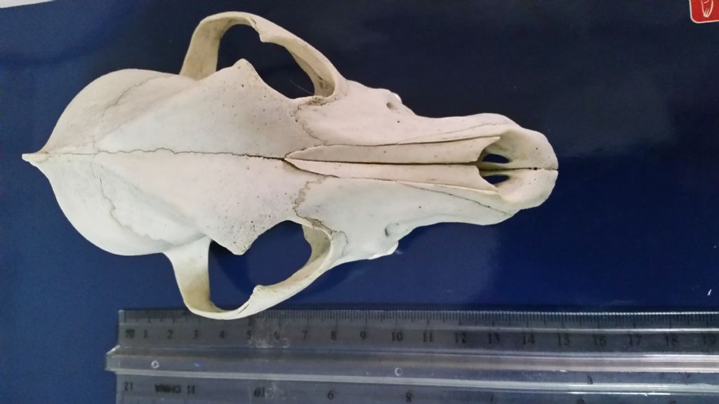 Cranio ....di un cane