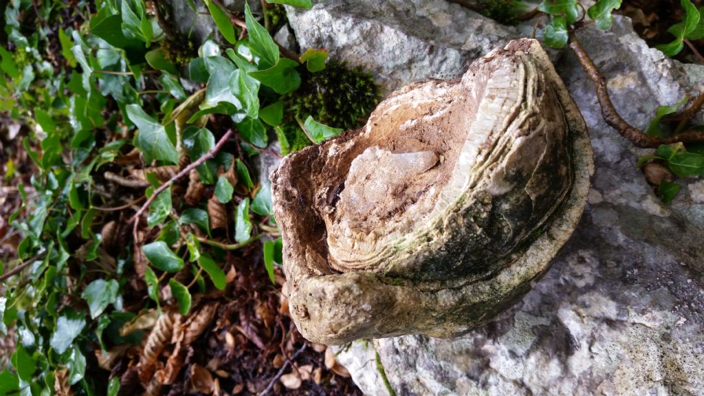 Strati concentrici di calcite? frammento di speleotema (stalagmite)