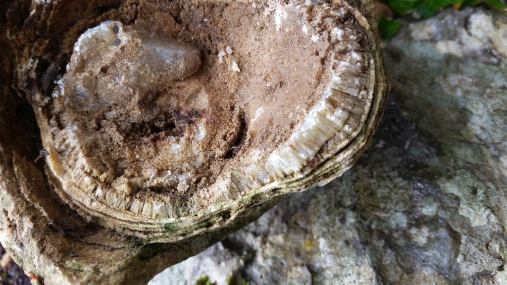 Strati concentrici di calcite? frammento di speleotema (stalagmite)