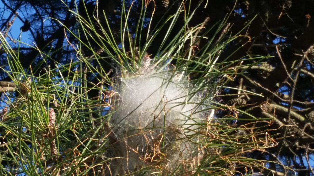Cos''? Nido di Processionaria (Thaumetopoea pityocampa)