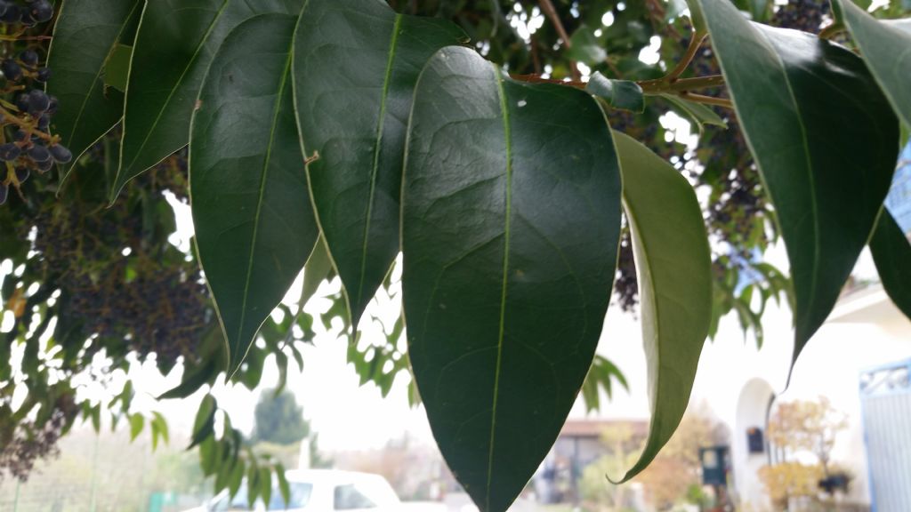 Ligustrum cfr. lucidum