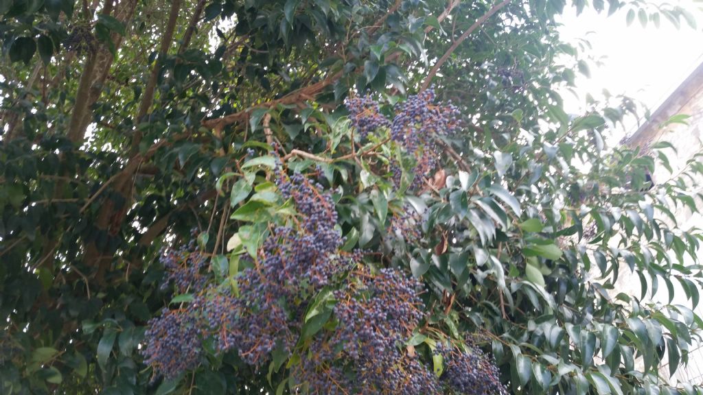Ligustrum cfr. lucidum