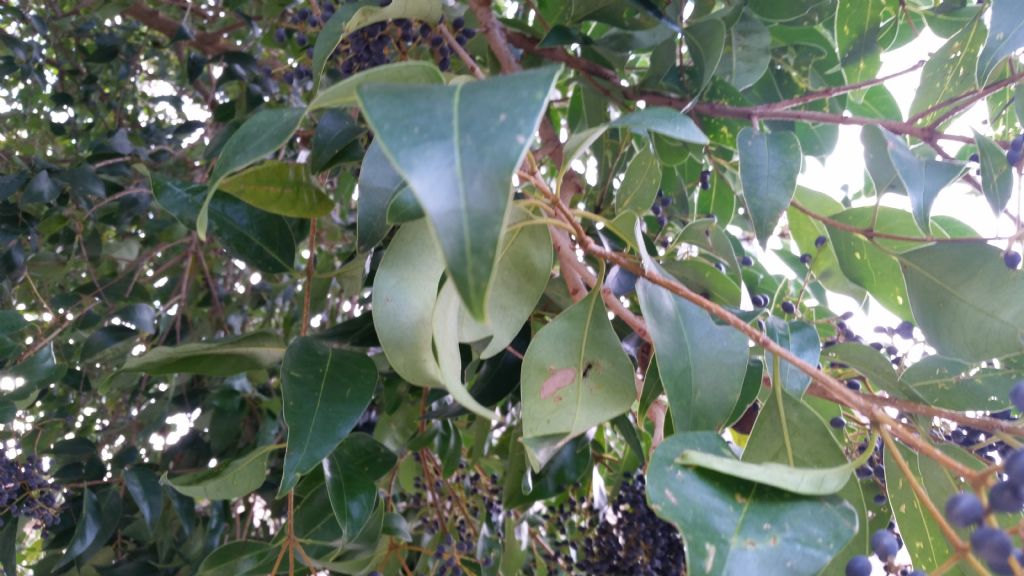 Ligustrum cfr. lucidum