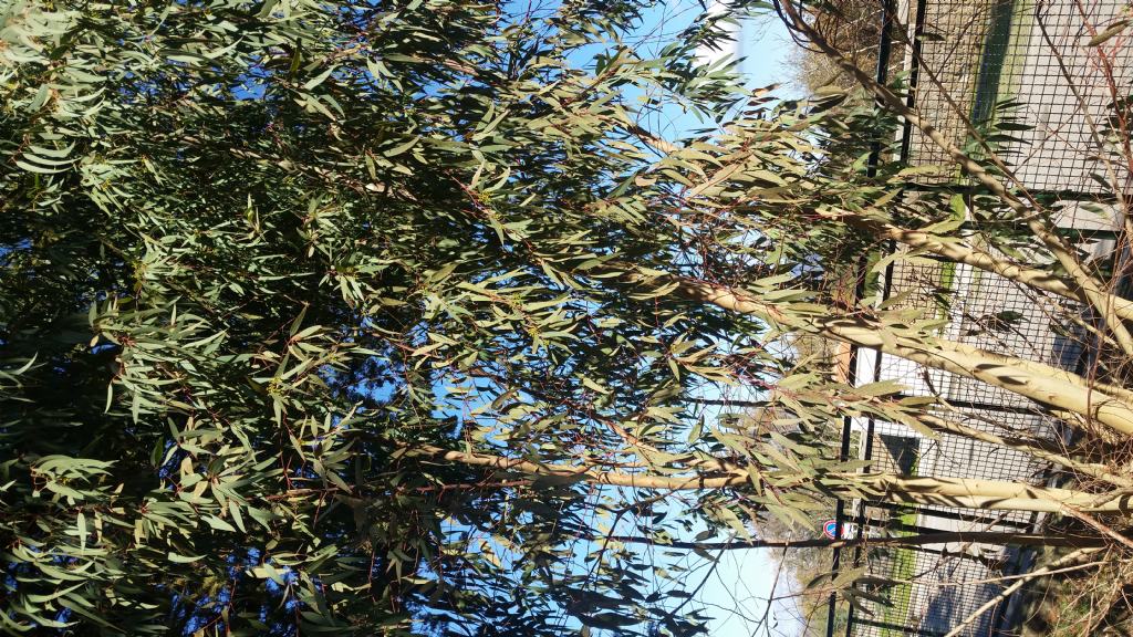 Che tipo di albero ?
