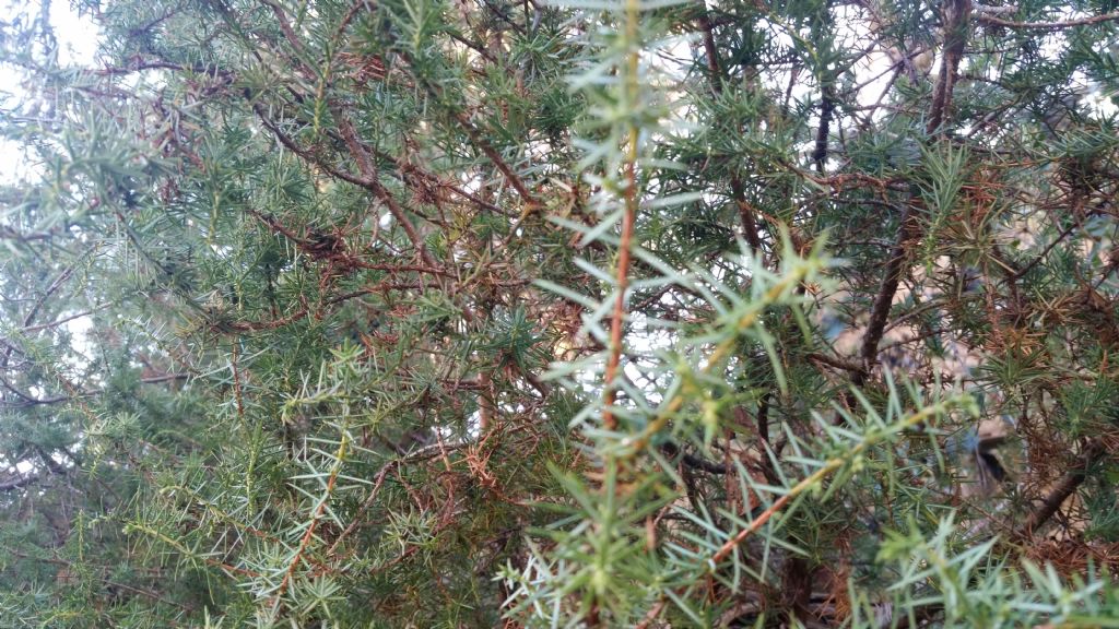 Che tipo di albero 1?