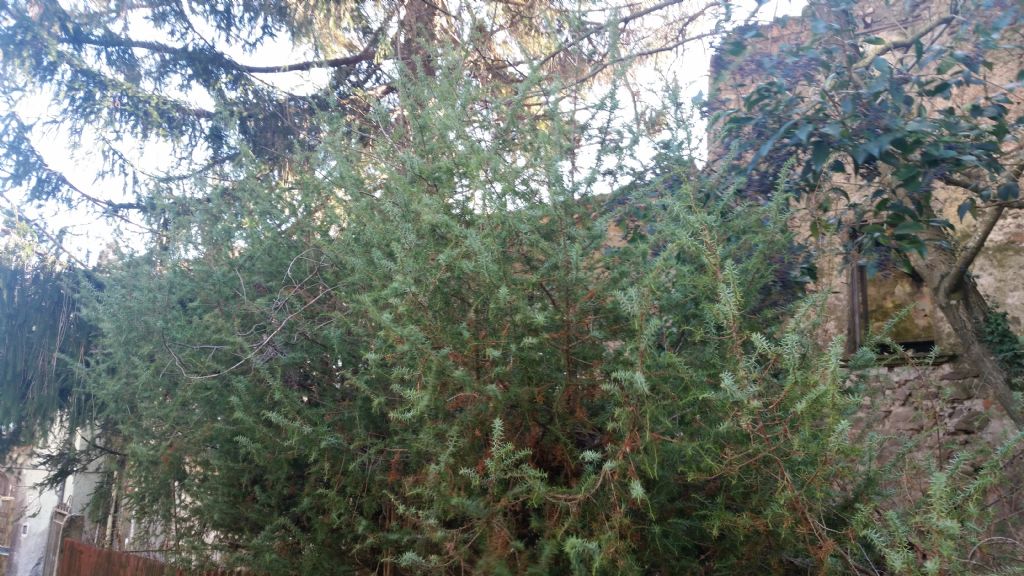 Che tipo di albero 1?