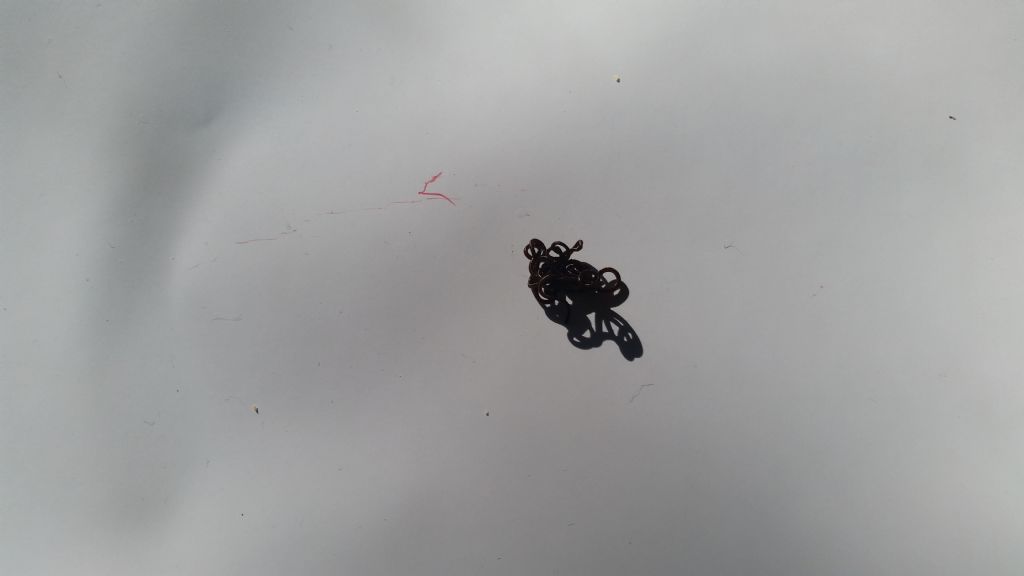 Nematomorfo scuro