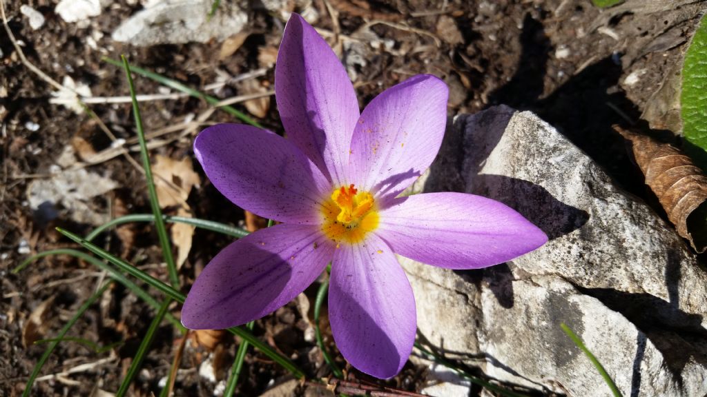  un croco?  S,  Crocus cfr. longiflorus