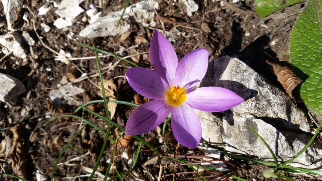  un croco?  S,  Crocus cfr. longiflorus