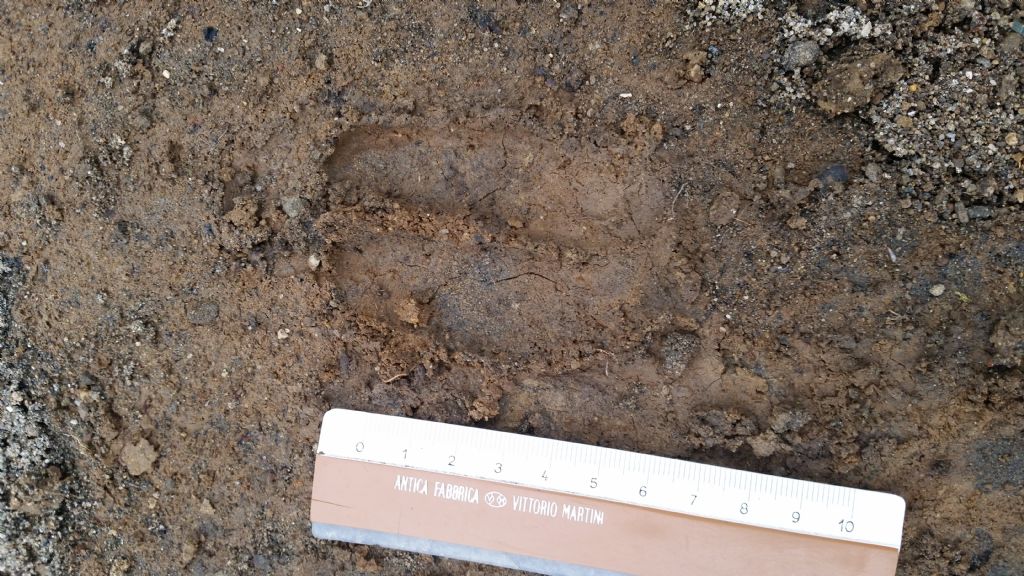 Orma di cinghiale?