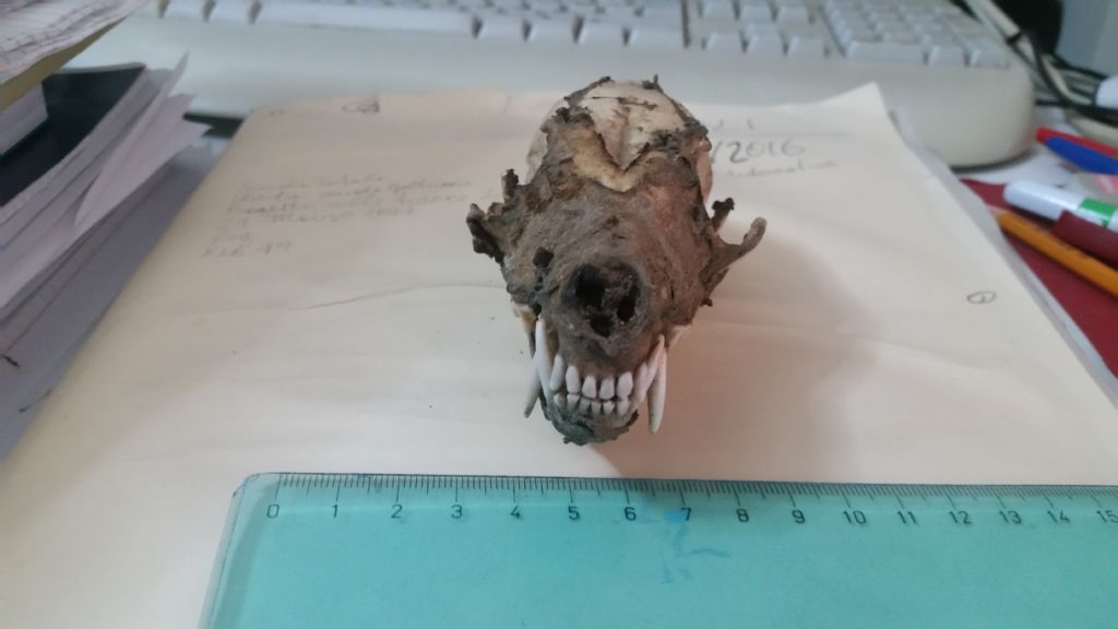 Cranio da identificare 3?