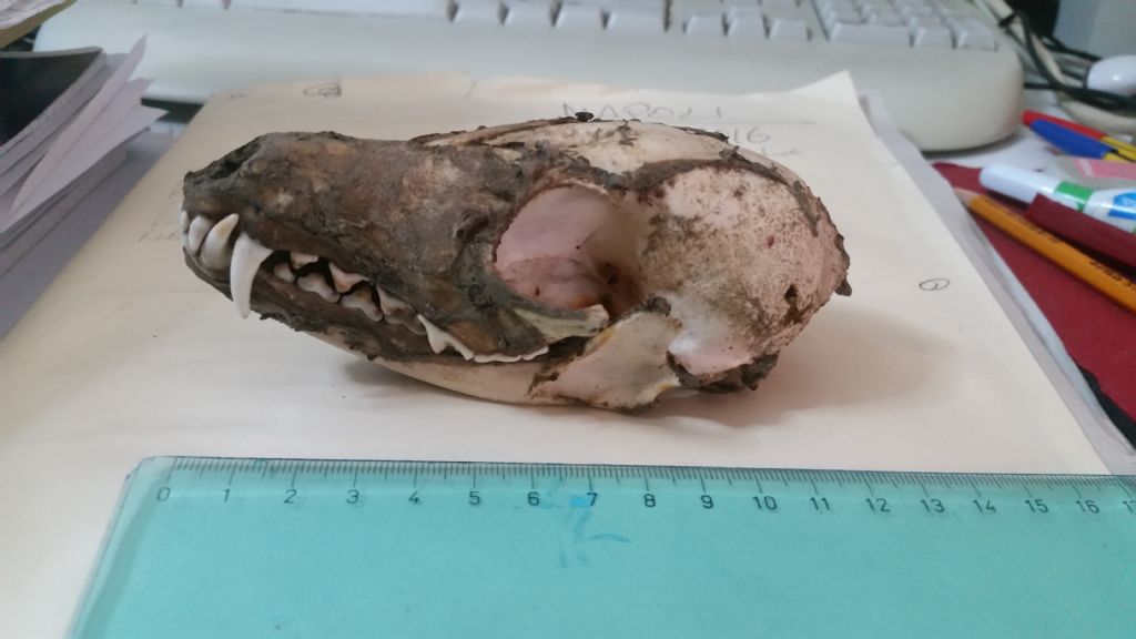 Cranio da identificare 3?