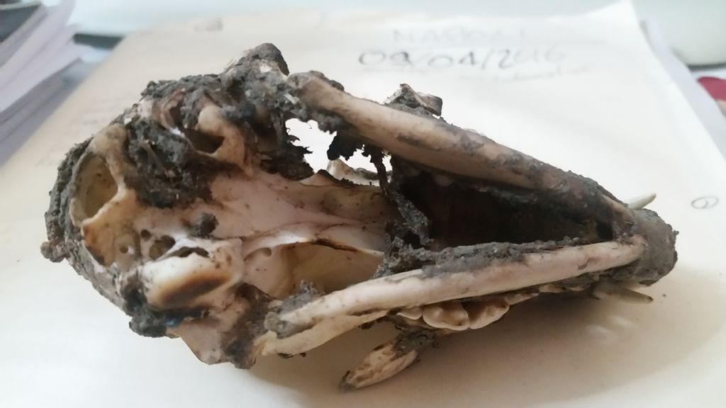 Cranio da identificare 3?