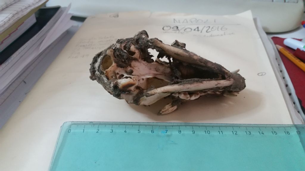 Cranio da identificare 3?