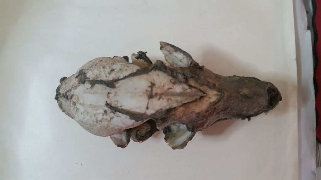 Cranio da identificare 3?