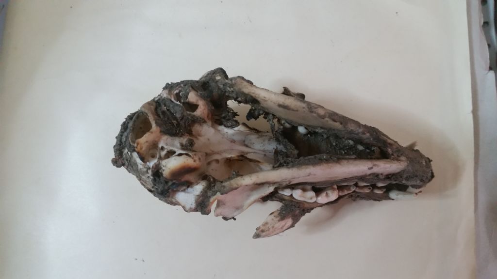 Cranio da identificare 3?