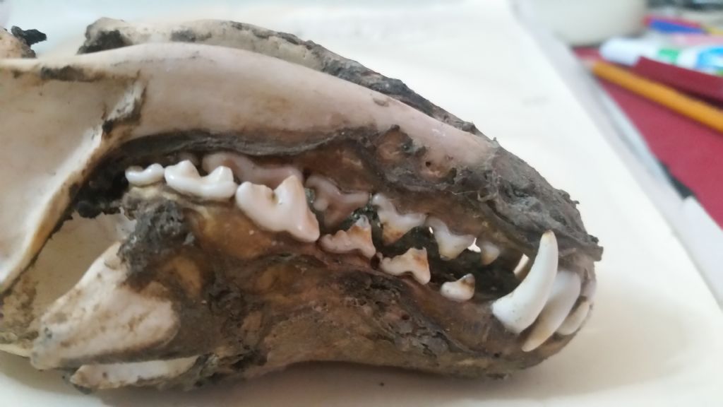 Cranio da identificare 3?