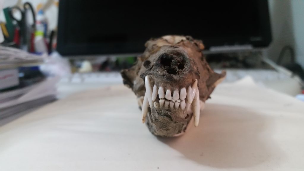 Cranio da identificare 3?