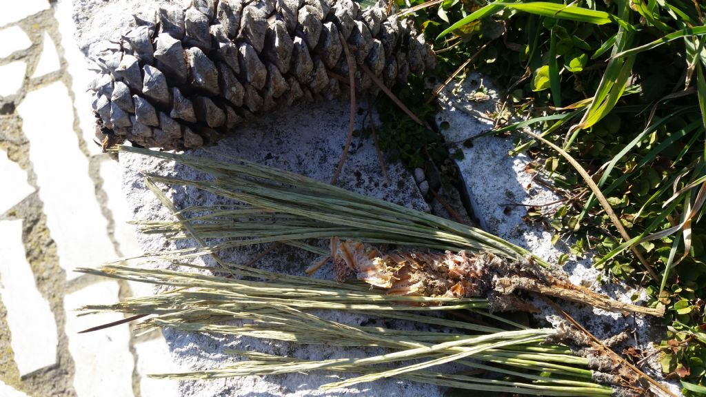 Pinus nigra subsp. nigra