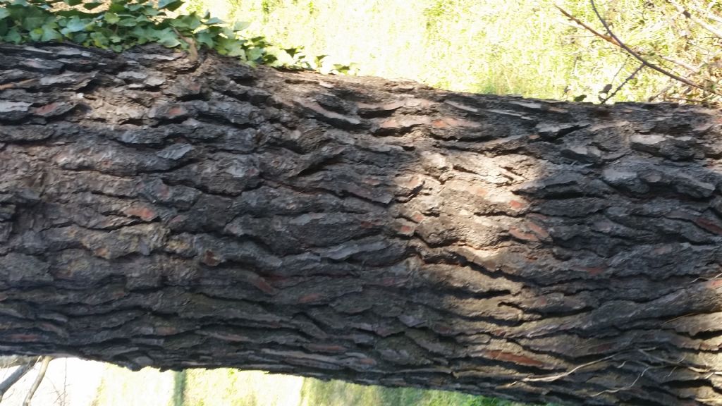 Pinus nigra subsp. nigra