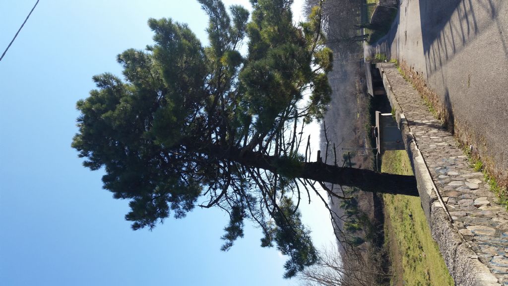 Pinus nigra subsp. nigra