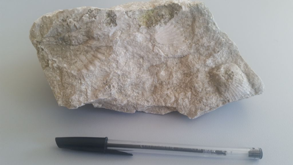 Calcare con conchiglie