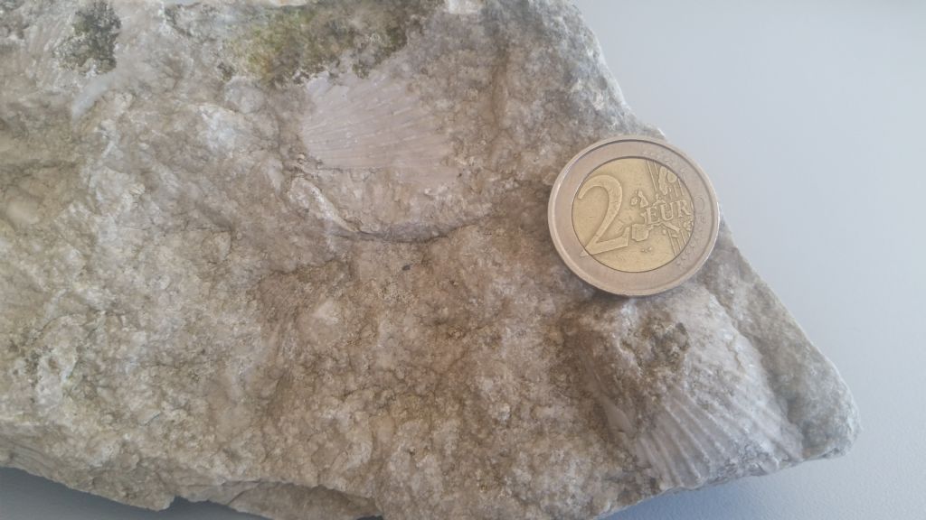 Calcare con conchiglie