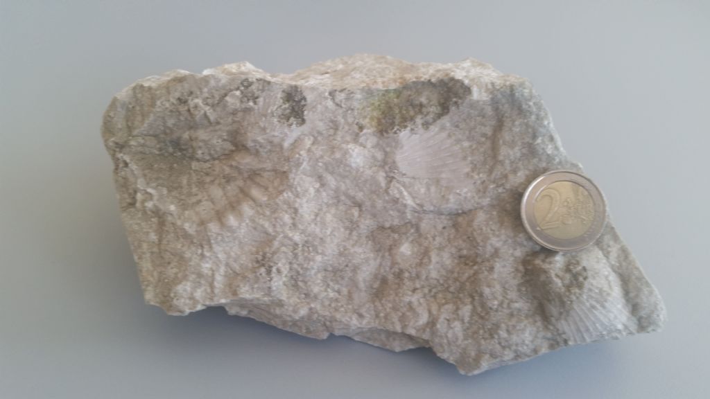 Calcare con conchiglie