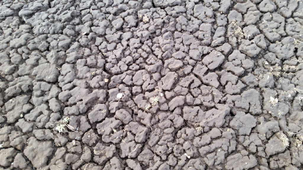 Fessure in materiale argilloso? mud cracks