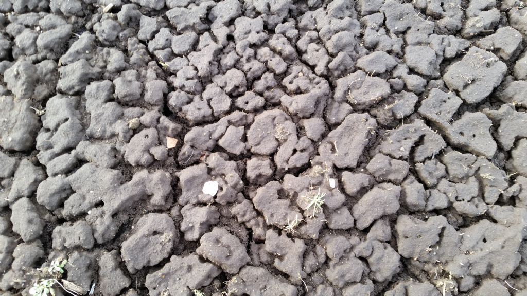Fessure in materiale argilloso? mud cracks