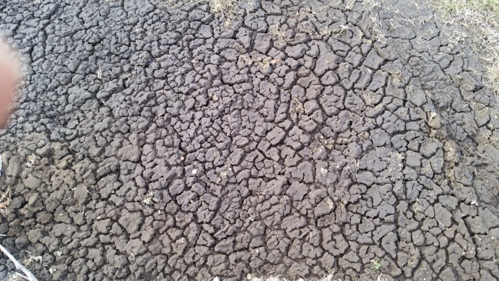 Fessure in materiale argilloso? mud cracks