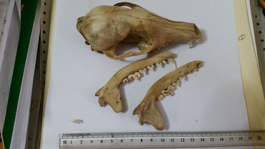 Cranio da identificare:  Volpe rossa
