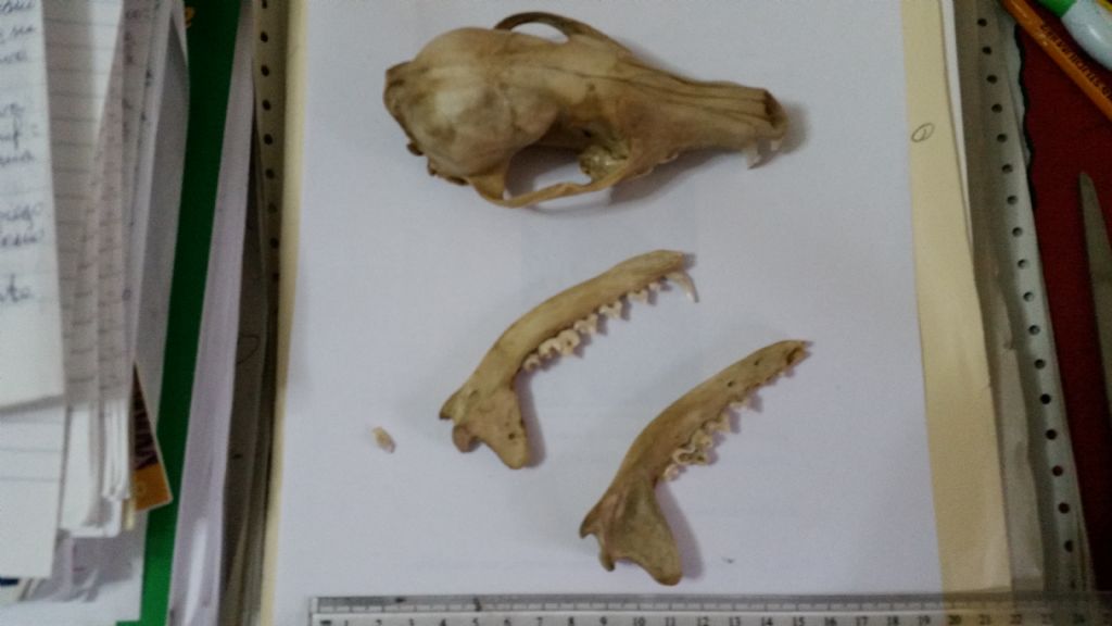 Cranio da identificare:  Volpe rossa