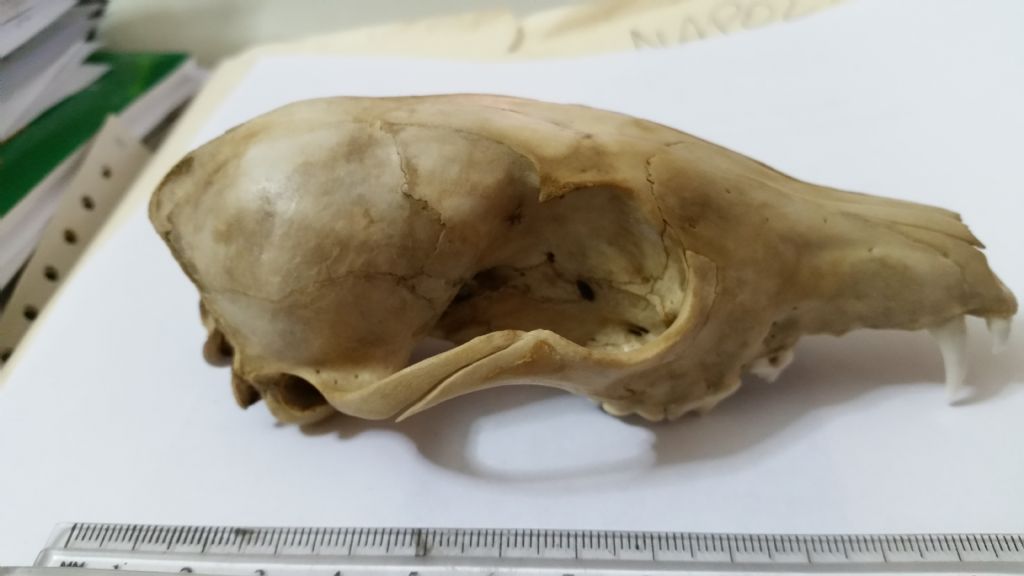 Cranio da identificare:  Volpe rossa