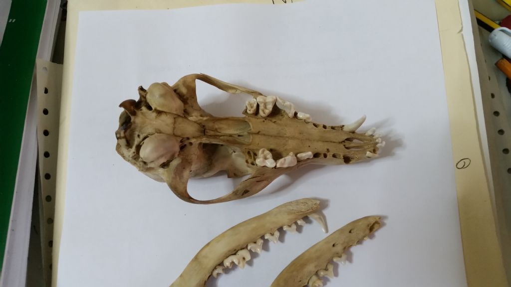 Cranio da identificare:  Volpe rossa