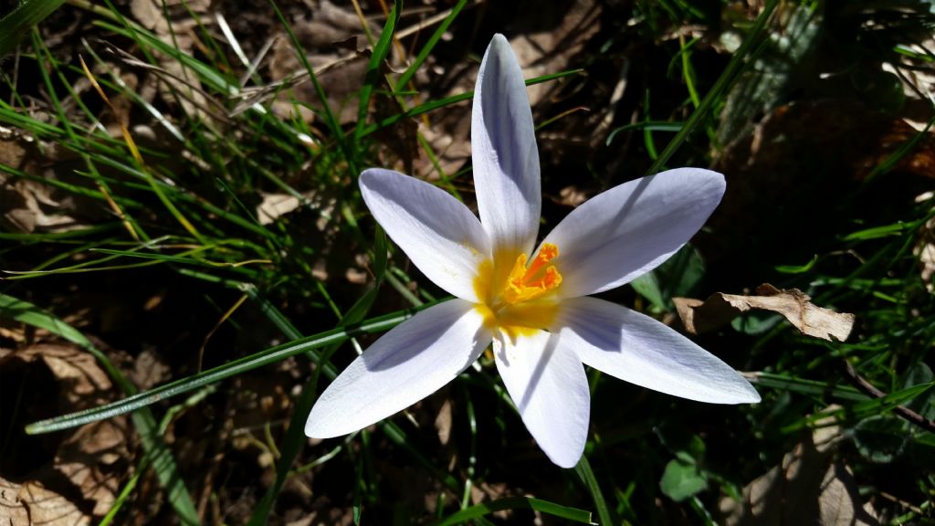 Crocus biflorus