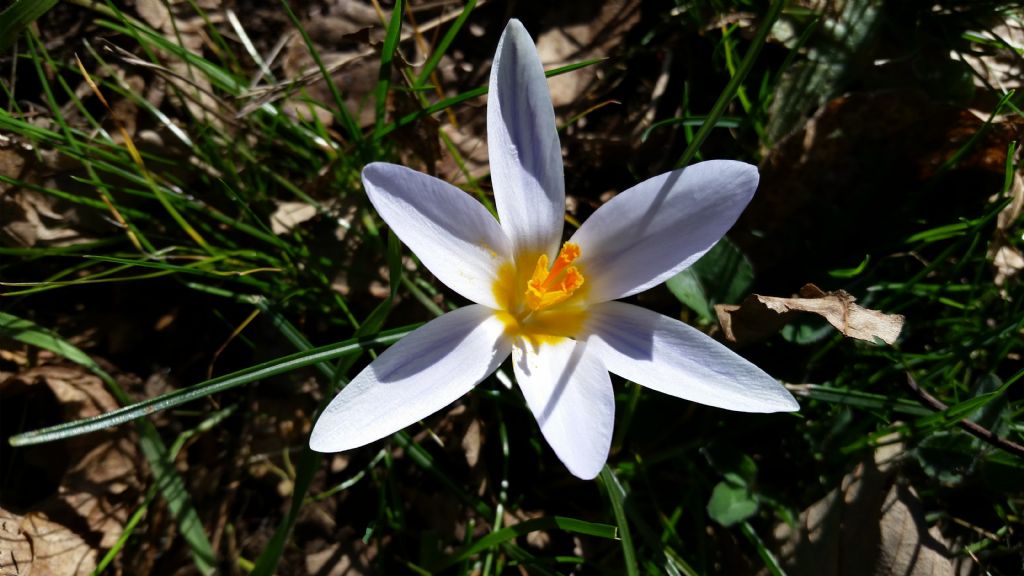 Crocus biflorus