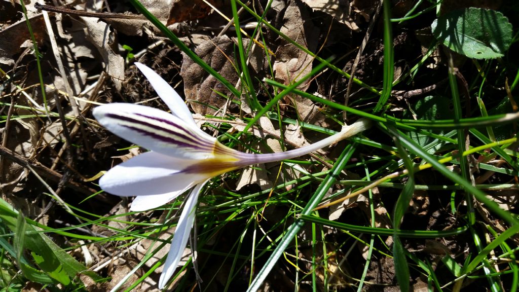 Crocus biflorus