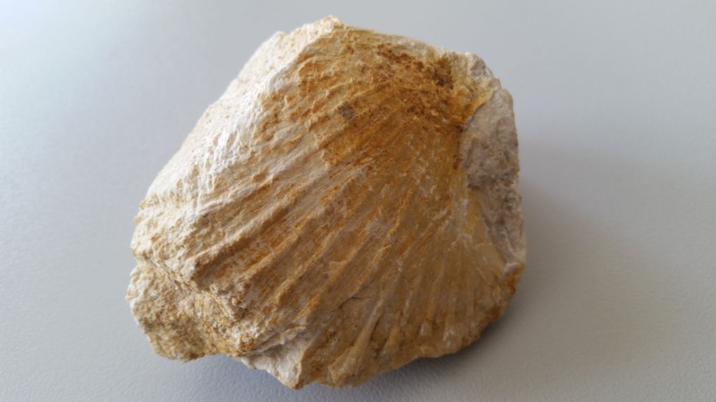 Pecten