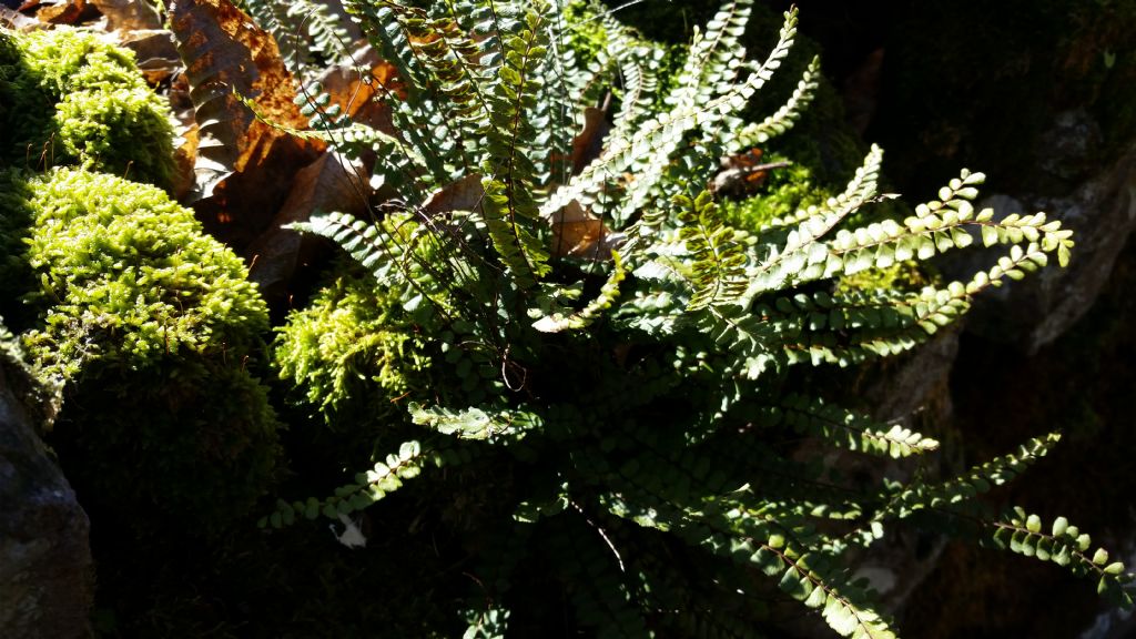 Asplenium trichomanes