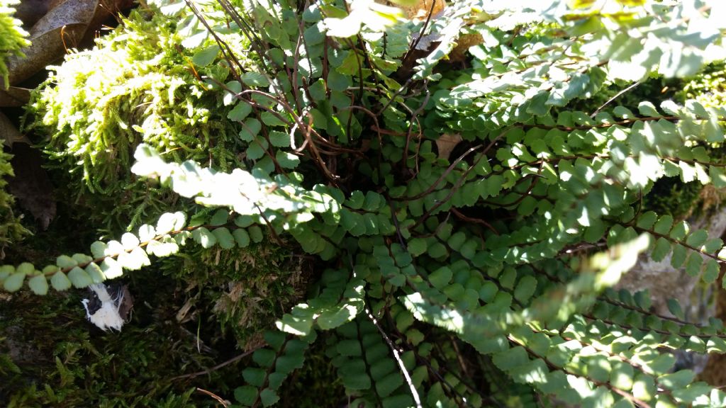 Asplenium trichomanes