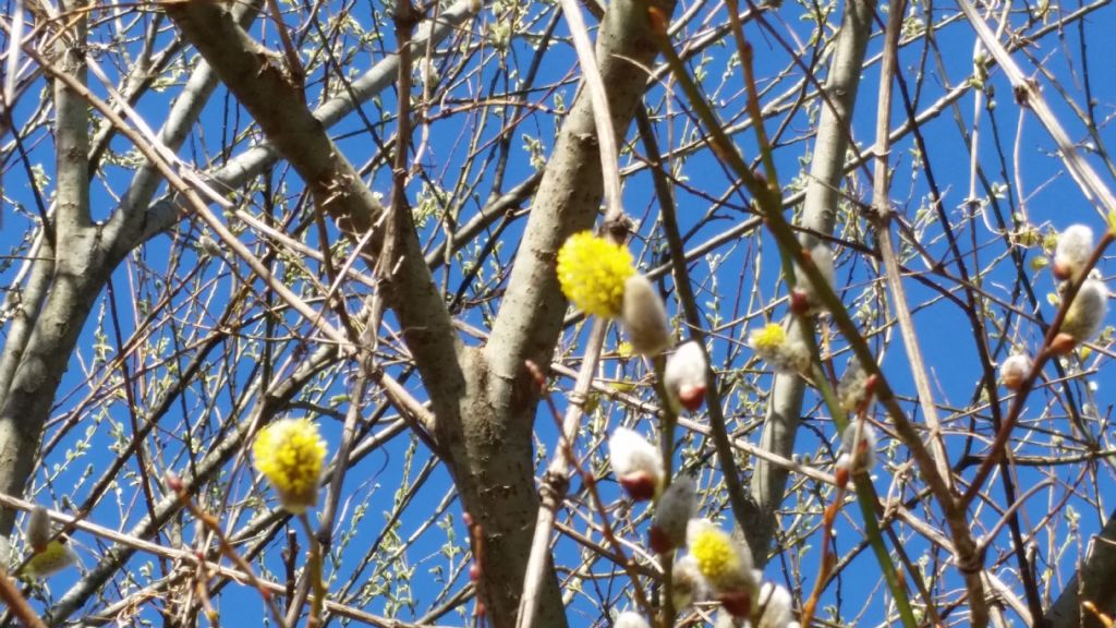 Cos''?  Salix cfr. caprea:  fiori maschili