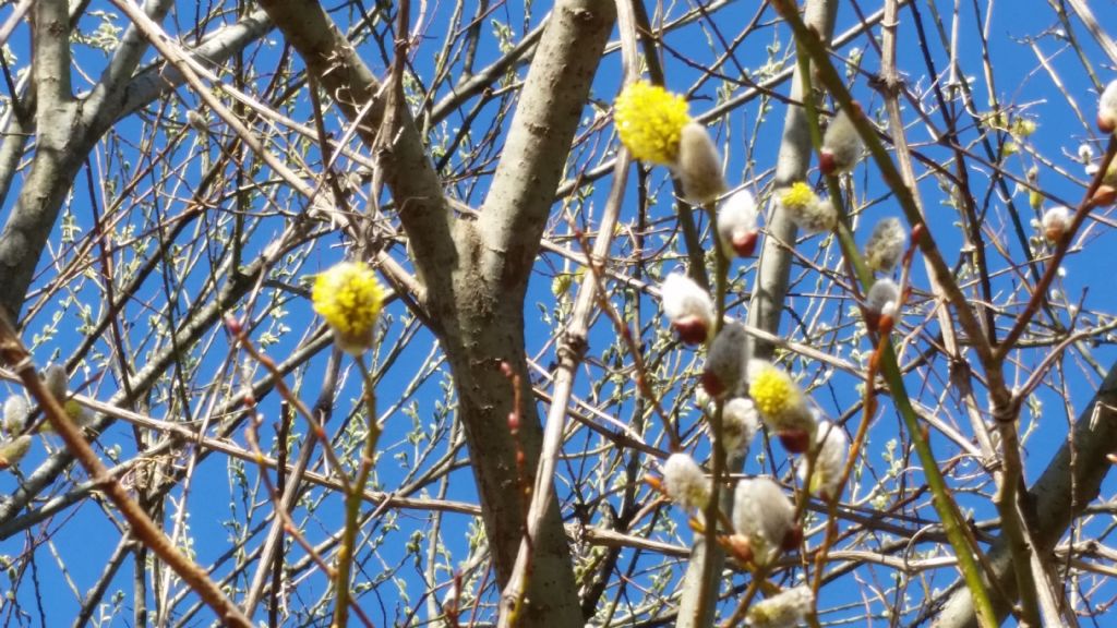 Cos''?  Salix cfr. caprea:  fiori maschili