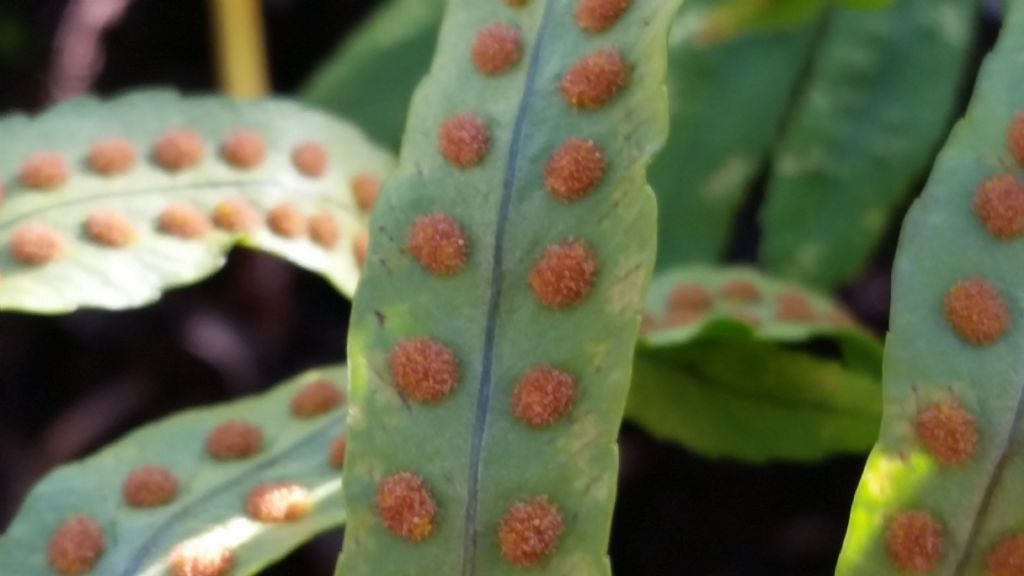 Felce:  Polypodium sp.