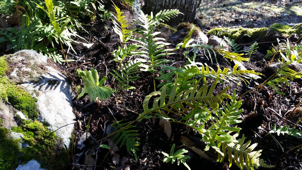 Felce:  Polypodium sp.