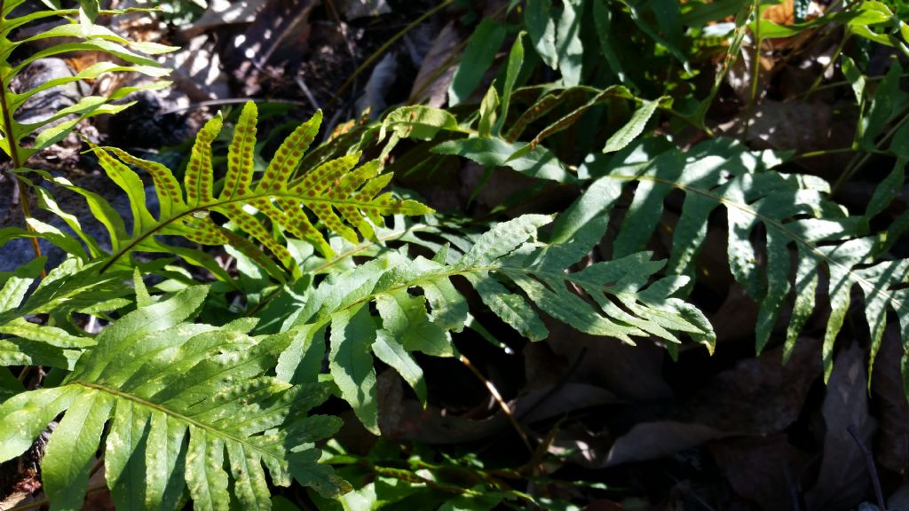 Felce:  Polypodium sp.