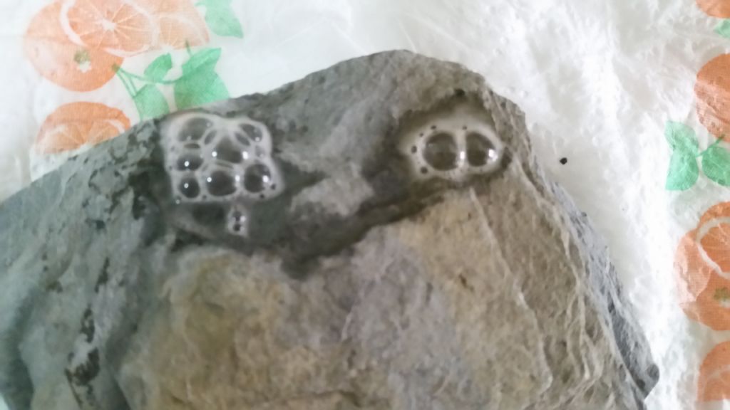 Roccia10 - marna/calcare marnoso