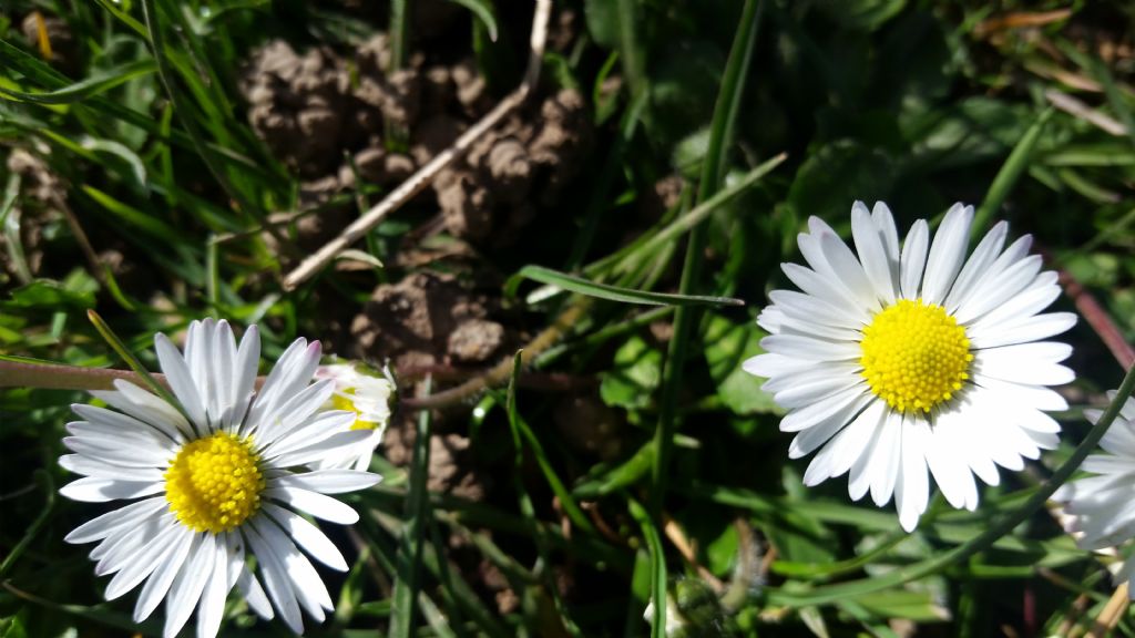 Bellis perennis?  Bellis sp. (B. perennis o B. sylvestris)
