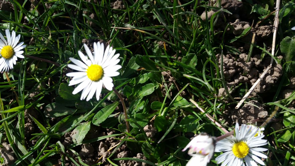 Bellis perennis?  Bellis sp. (B. perennis o B. sylvestris)